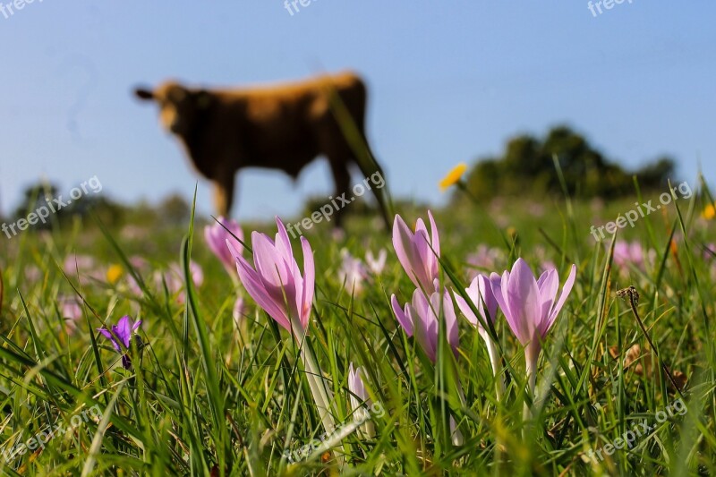 Saffron Legally Protected Meadow Cow Animal