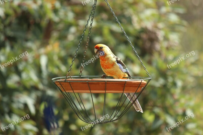 Parrot Bird Rosella Feeder Australia