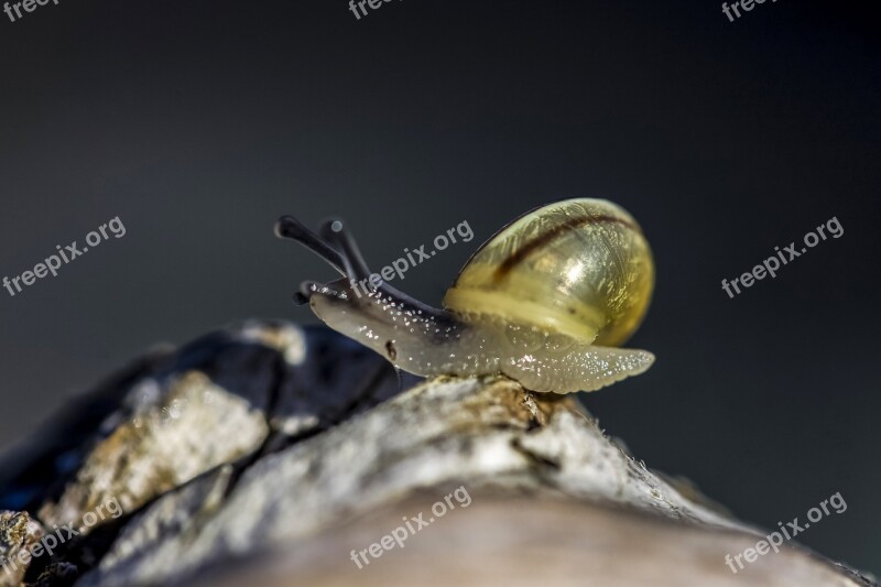 Snail Animal Nature Molluscs Inch