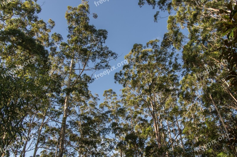 Gum Trees Eucalypts Green Native Subtropical