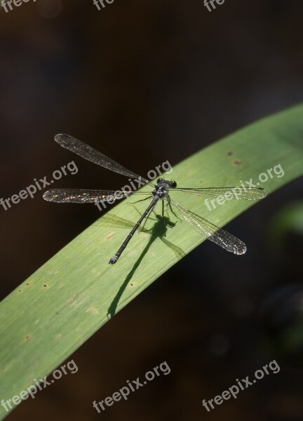 Dragonfly Insect Black Wings Lacy