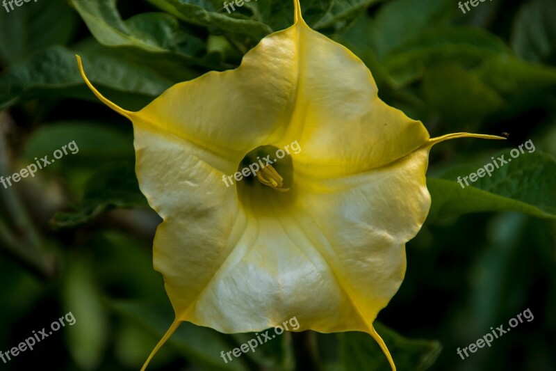 Flower Yellow Angel's Trumpet Brugmansia Bloom