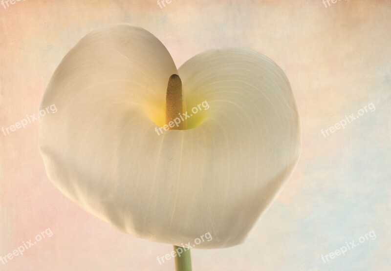 Arum Lily Lily Flower Arum White