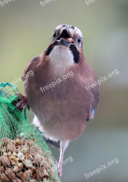 Nature Animals Birds Jay Free Photos