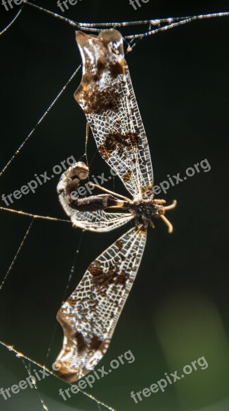 Dragonfly Insect Dead Caught Pattern