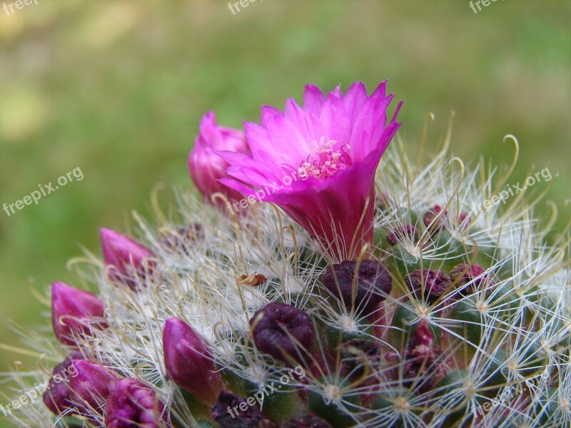 Flower Cactus Thorn Plant Nature