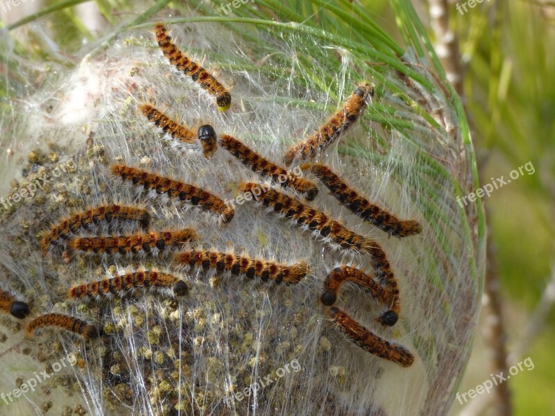 The Pine Processionary Moth Caterpillar Plague Nest Cocoon