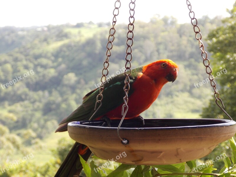 Bird Lorikeet Parrot Wildlife Free Photos