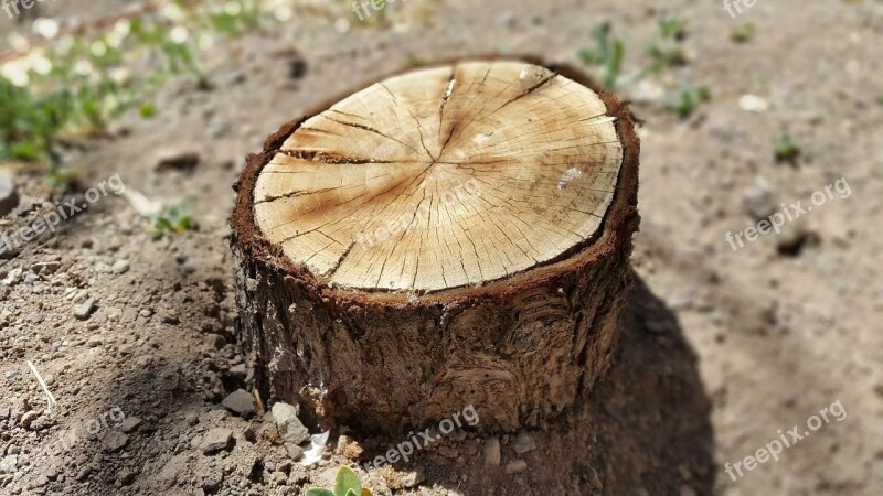 Wood Iran Persian Design Macro