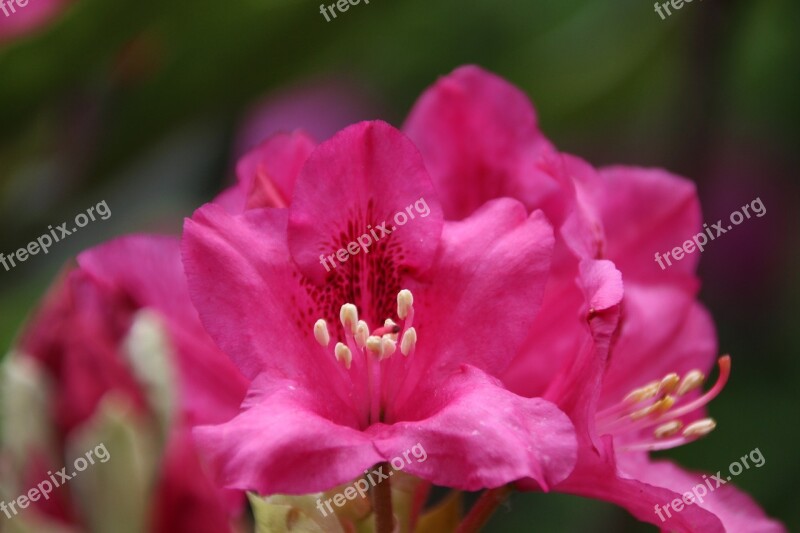 Philodendron Flowers Pink Flower Stamp Free Photos