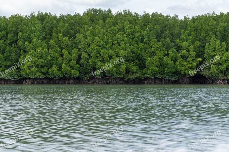 Pa The Mangrove Forest Sea Nature Tree