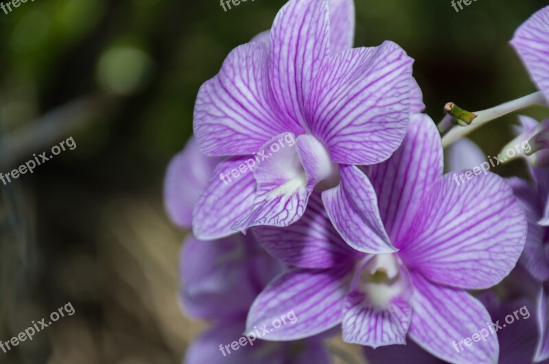 Flowers Orchid Nature Thailand Plant