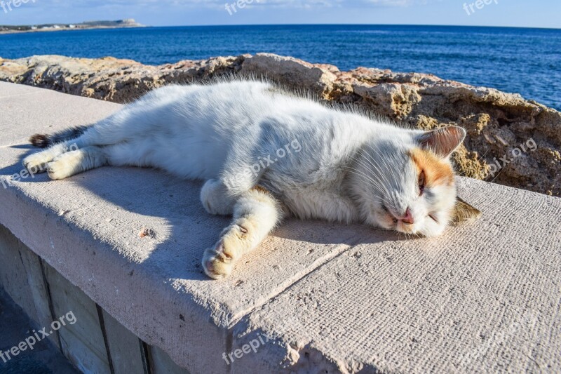 Cat Stray Enjoying Sunshine Cute