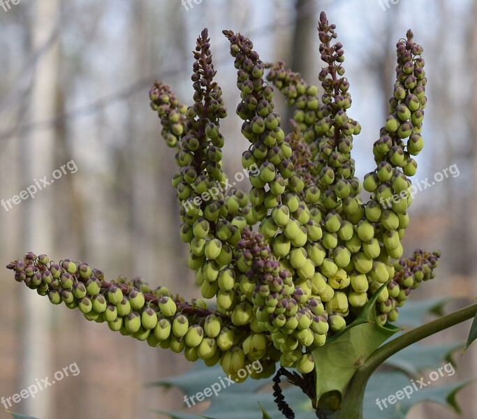 Holly Flower Buds Opening Holly Winter January Shrub