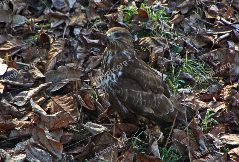 Bird Of Prey Leaves Bird Raptor Camouflage