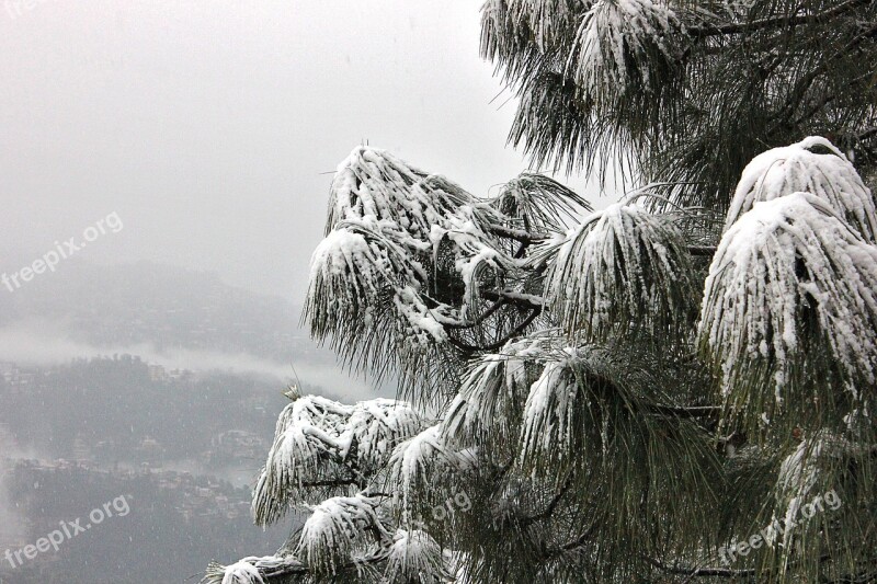 Snow Tree Shimla Himachal Pardesh