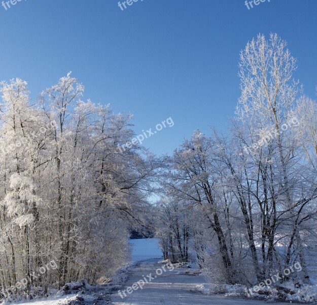 Winter Hoarfrost Cold Nature Tree