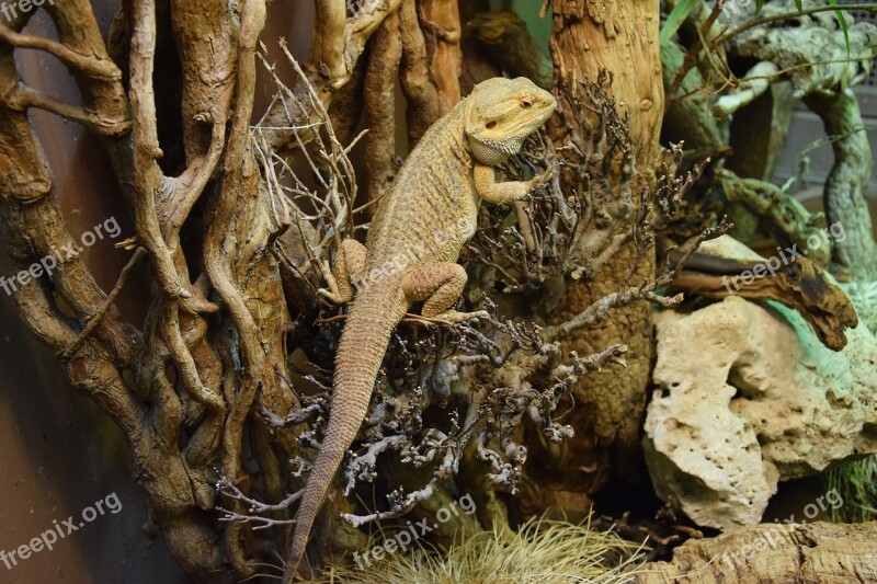 Bearded Dragon Reptile Terrarium Free Photos