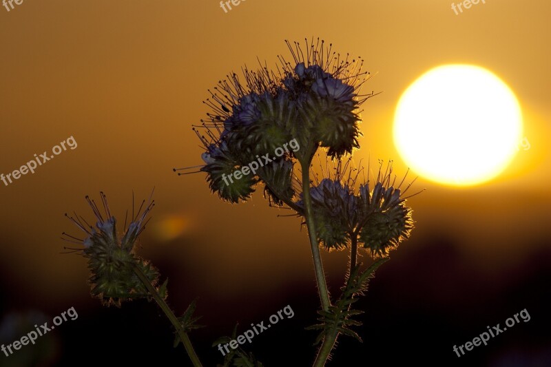 Sunset Phacelia Abendstimmung Field Bees