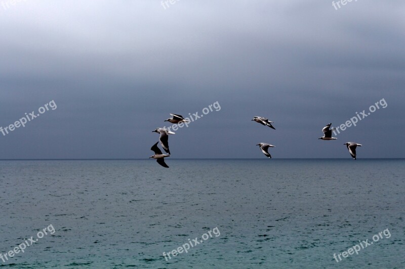 Marina Seagulls Flight Seabirds Beach