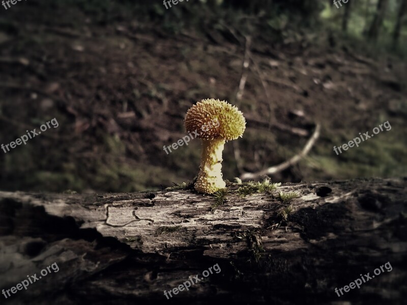 Fungus Biodiversity Costarica Free Photos