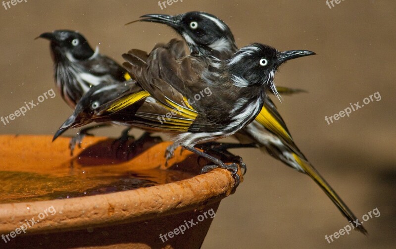 New Holland Honeyeater Aussie Birds Honeyeater Australia Bird