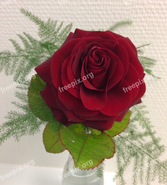 Ros Red Flowers Red Flower Red Rose