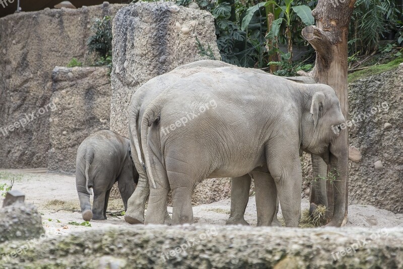 Zoo Elephant Cub Parent Zurich Zoo