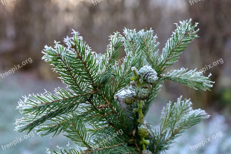 Winter Ice Frozen Green Fir Tree