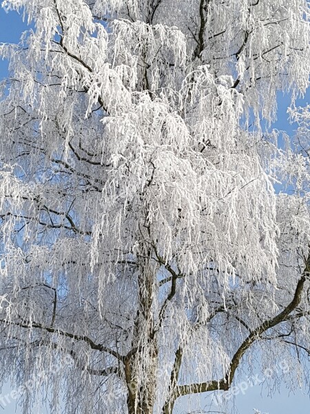 Winter Magic Ice Hoarfrost Free Photos