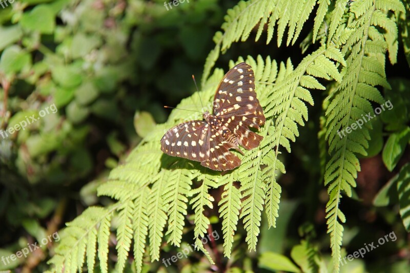 Luang Prabang Laos Unesco Heritage Butterfly Colorful