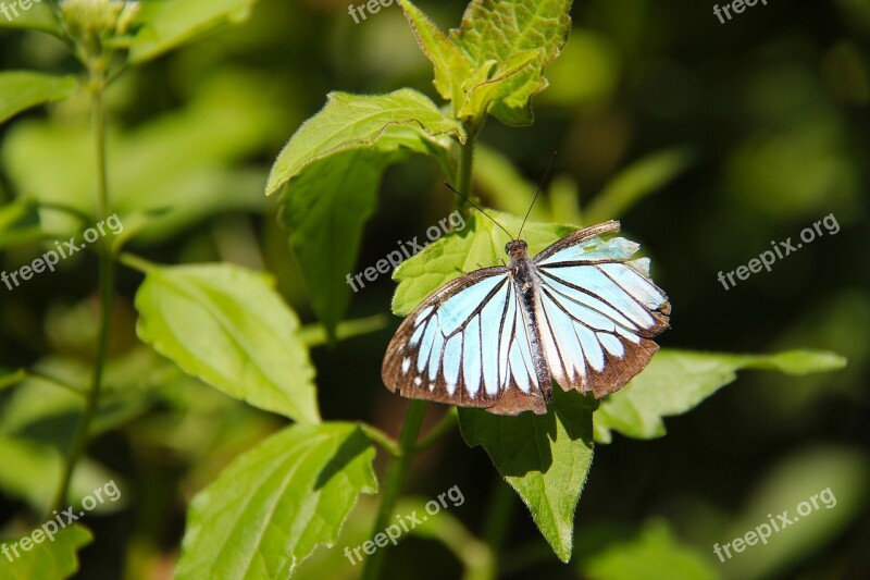 Luang Prabang Laos Unesco Heritage Butterfly Colorful