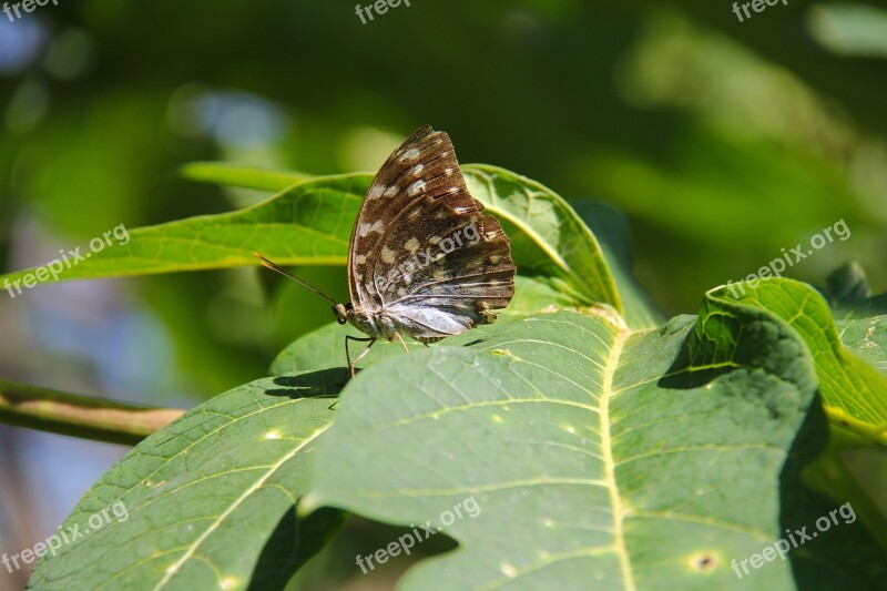 Luang Prabang Laos Unesco Heritage Butterfly Colorful