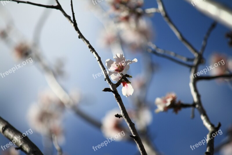 Almond Tree Sky Flower Nature Tree