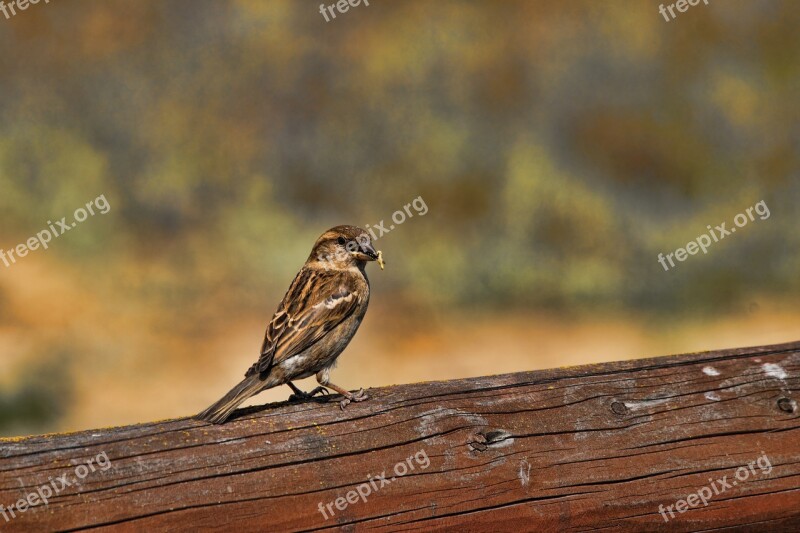 The Sparrow Bird Nature Fauna Tree