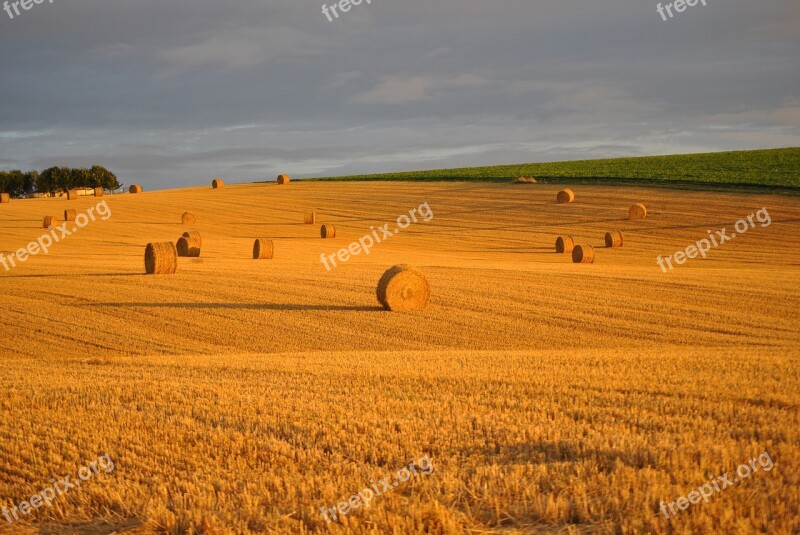 Wheat Field Straw Roller Harvest