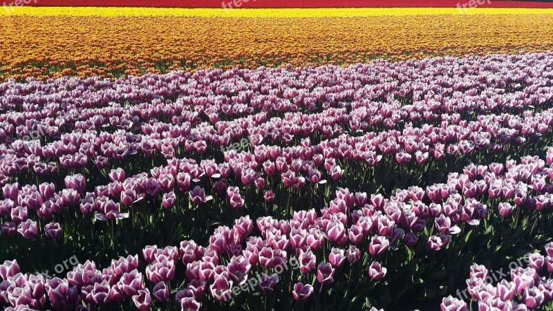 Flower Meadow Tulips Spring Free Photos