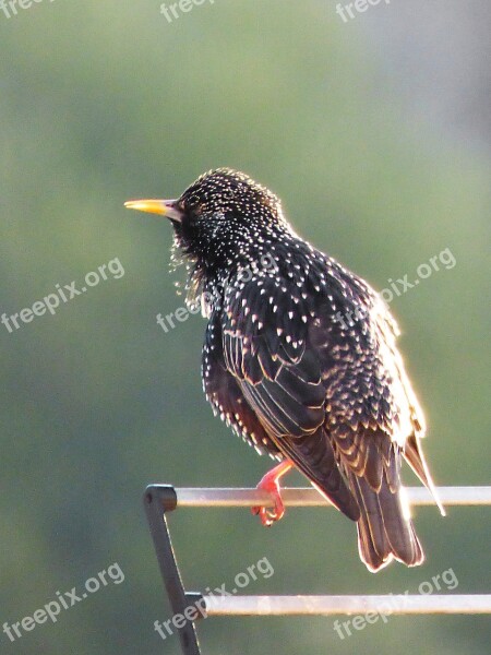 Estirnino Black Bird Bird Lookout Wind