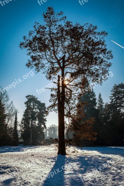 Tree Park Wörlitz Snow Sun Backlighting