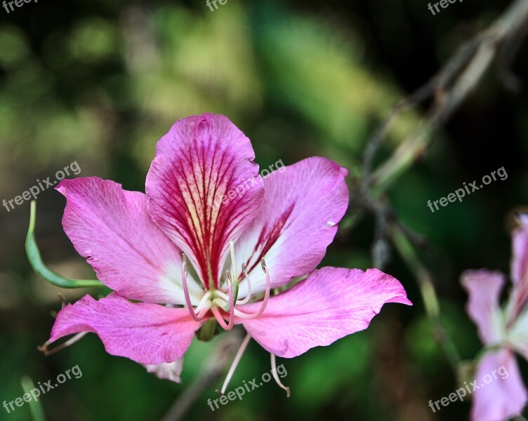 Flower Natural Pink Single Spring