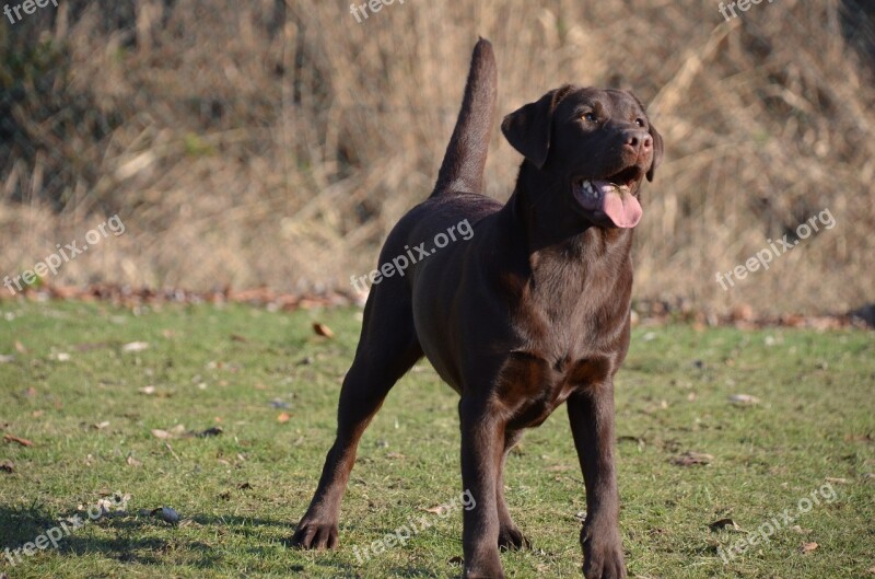 Dog Labrador Standing Retriever Pet