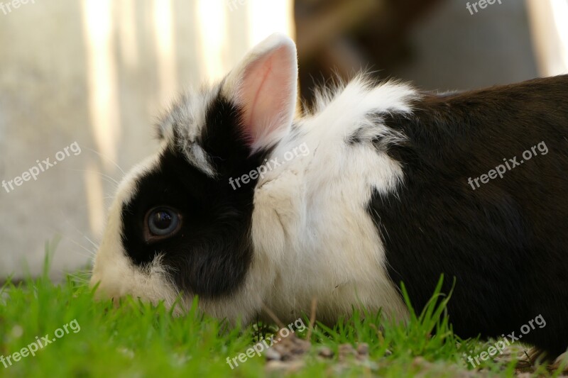 Bunny Grass Easter Nature Rabbit