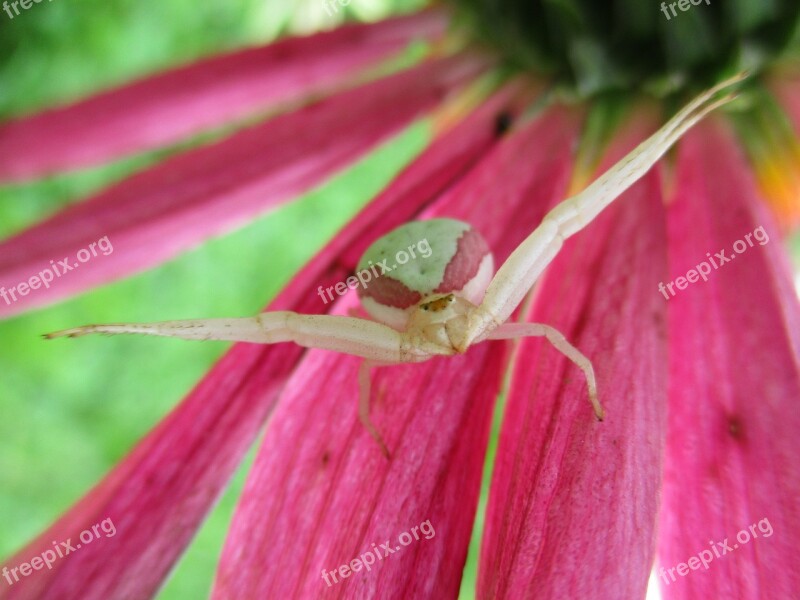 Spider Flower Misumena Vatia Garden Free Photos