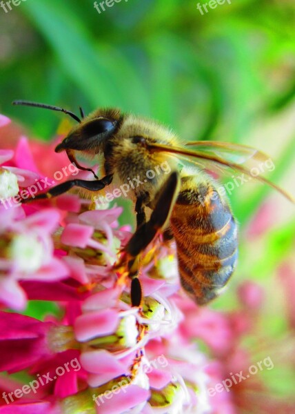 Honey Bee Pollinator Free Photos