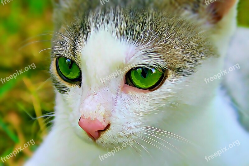 Cat Eye Green Eye Felines Hair