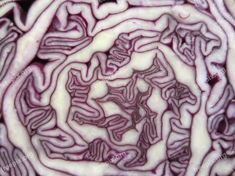 Pattern Cabbage Red Cabbage Vegetable Food