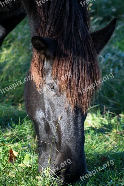 Horse Grass Mane Nature White