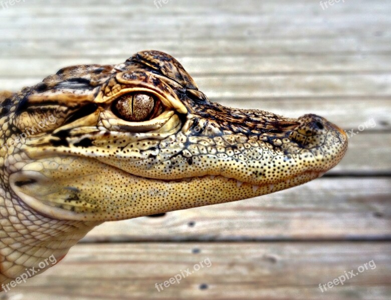 Alligator Zoo Animal Nature Wildlife