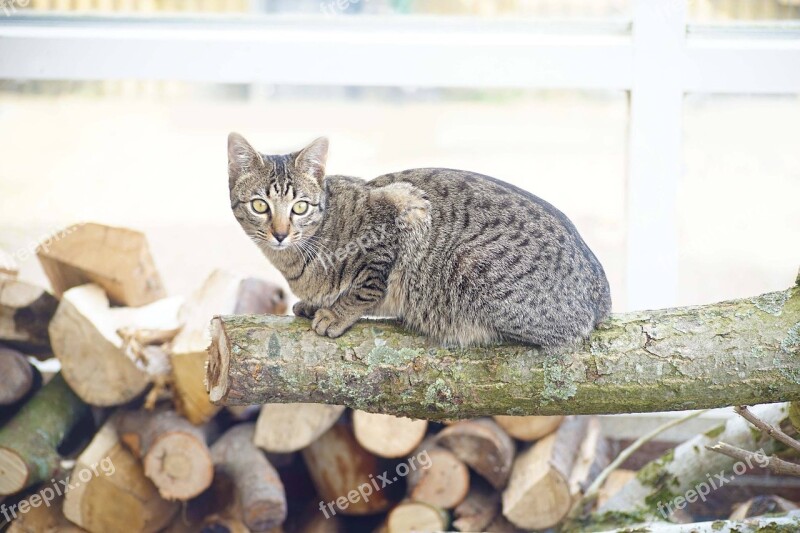 Cat Cats Tree Trunk Wood Free Photos