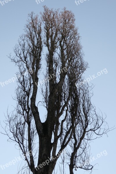 Poplar Tree Branches Sky Blue Green